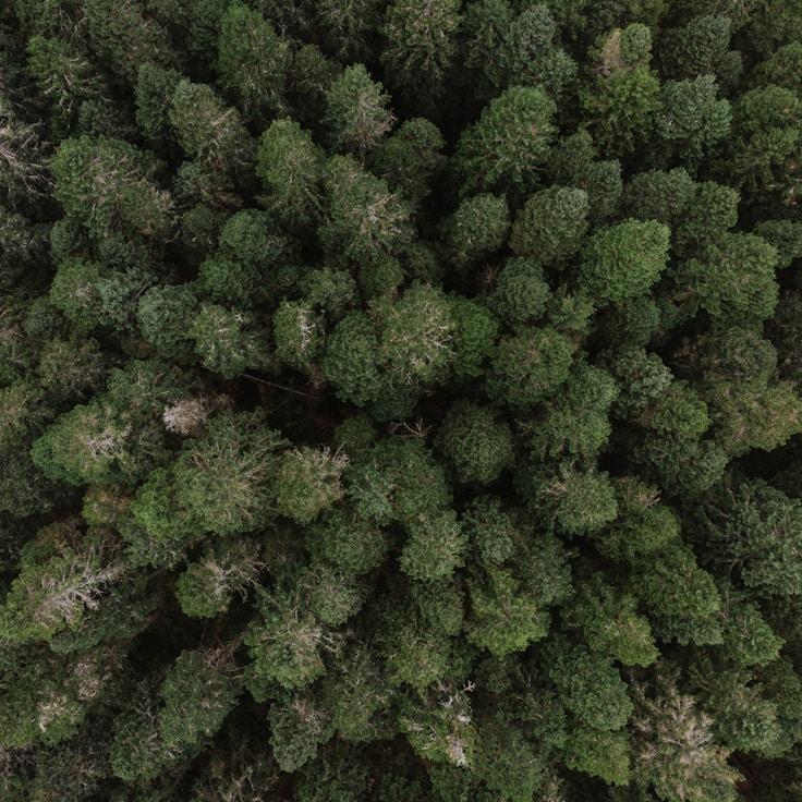 Alpine wilderness landscape
